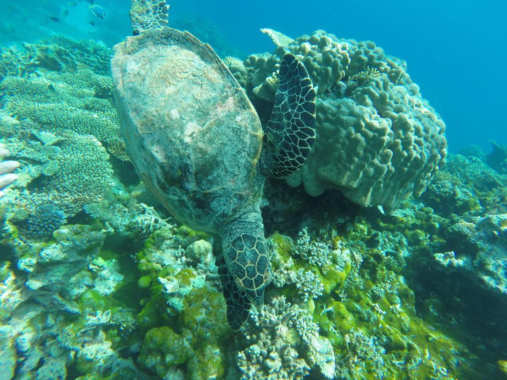 Arora Inn Maafushi Zewnętrze zdjęcie