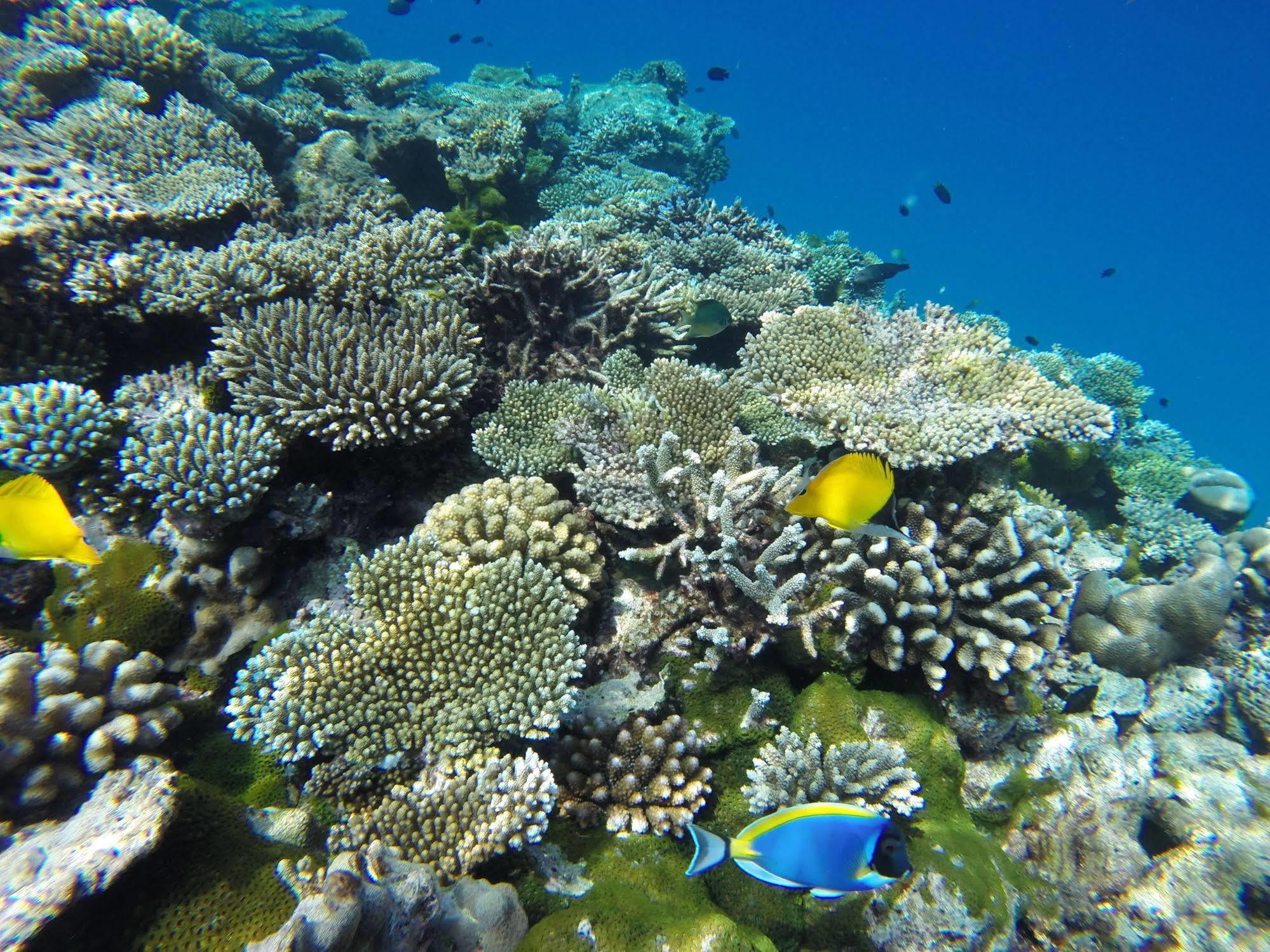 Arora Inn Maafushi Zewnętrze zdjęcie