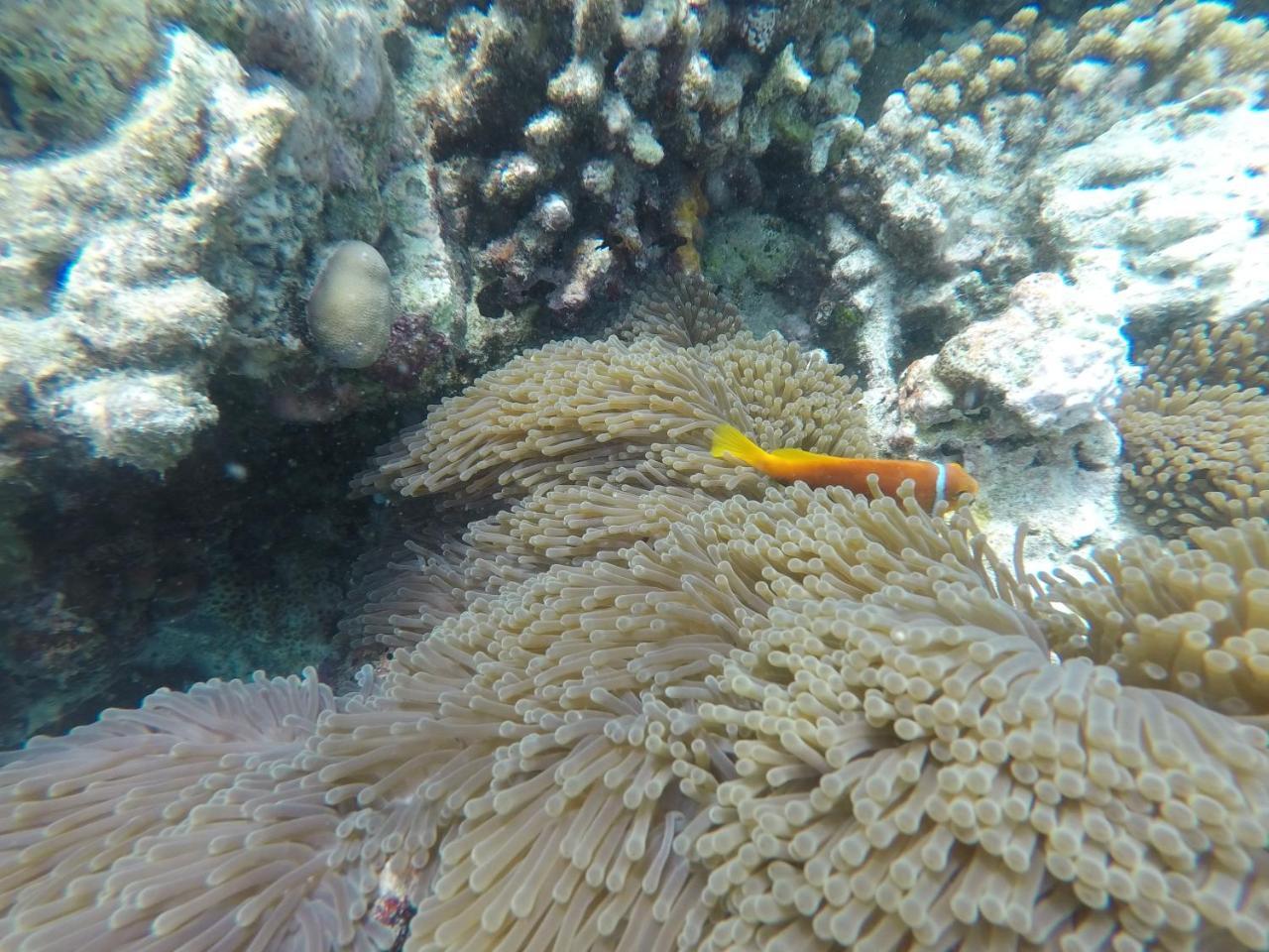 Arora Inn Maafushi Zewnętrze zdjęcie