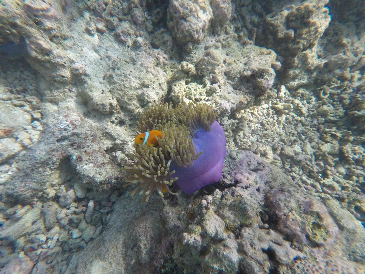Arora Inn Maafushi Zewnętrze zdjęcie